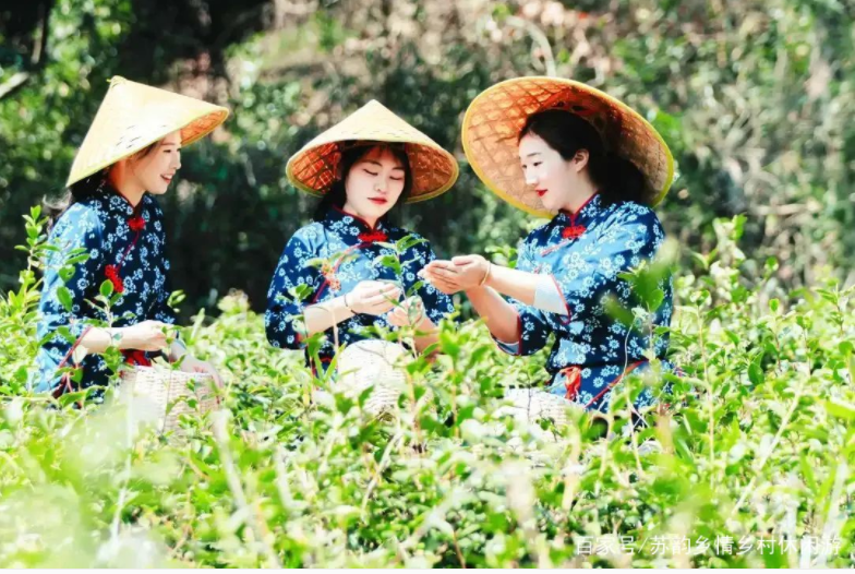 葉葉知春！無錫毫茶已經開采