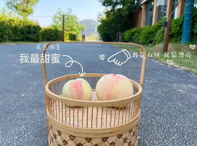 “大白鳳、小湖景”
